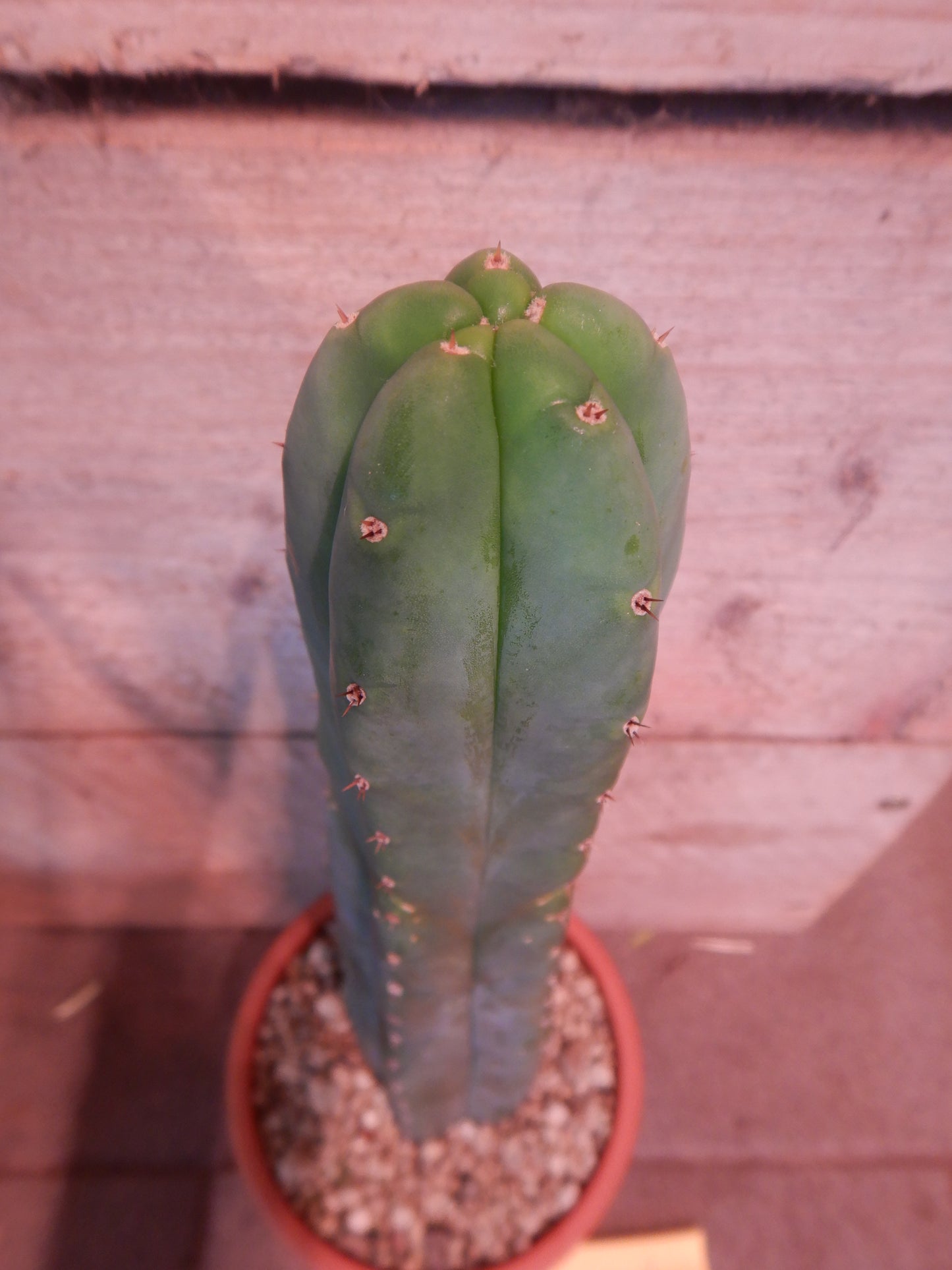 San pedro Kaktus in Topf gewachsen, Trichocereus pachanoi. Länge 25 Cm. Durchmesser ca. 5 Cm.