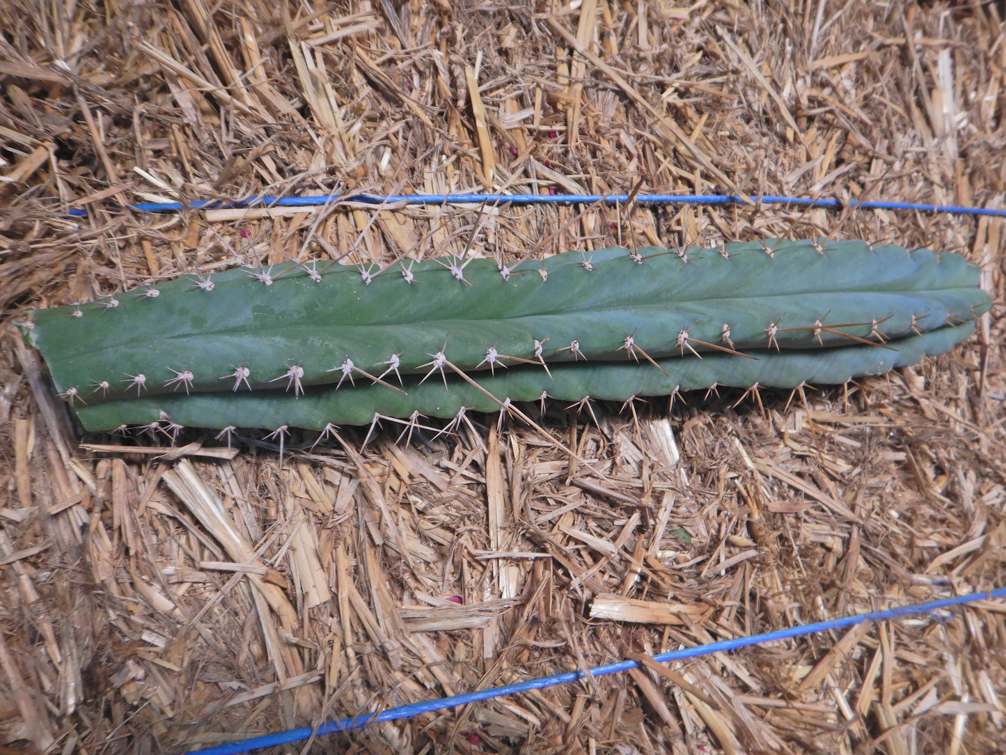Peruvian torch, Trichocereus peruvianus. Kopfsteckling ohne Wurzeln. Länge 25 Cm. Durchmesser 4 bis 5 Cm.