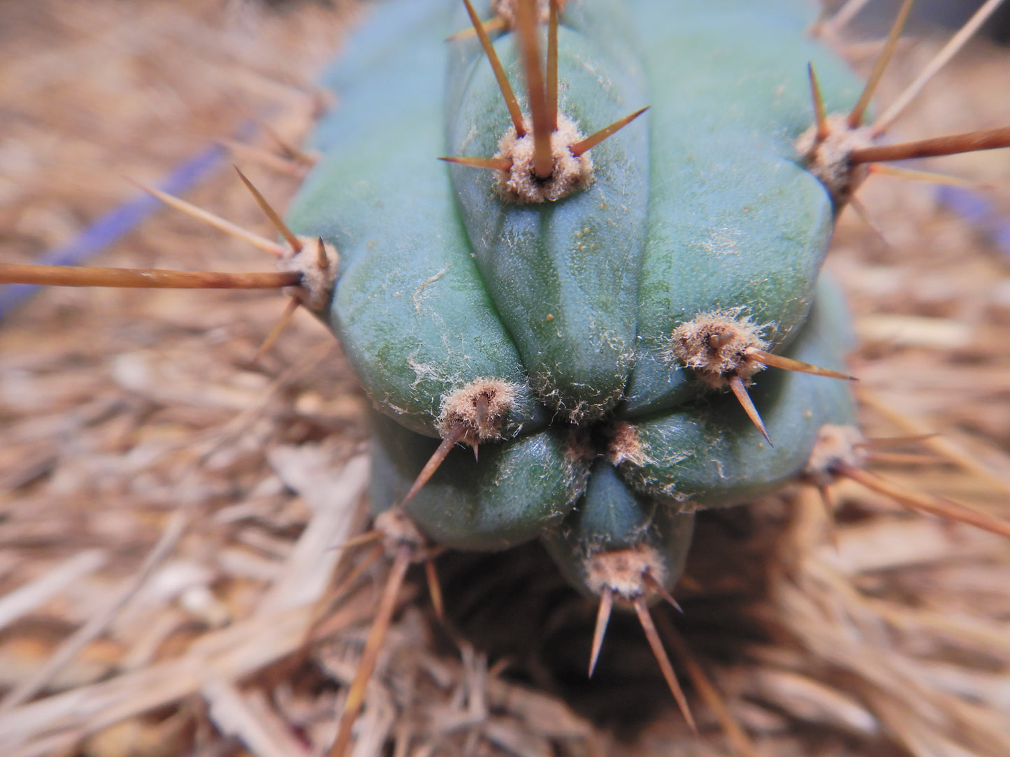 Peruvian torch, Trichocereus peruvianus. Kopfsteckling ohne Wurzeln. Länge 40 Cm. Durchmesser 4 bis 5 Cm.