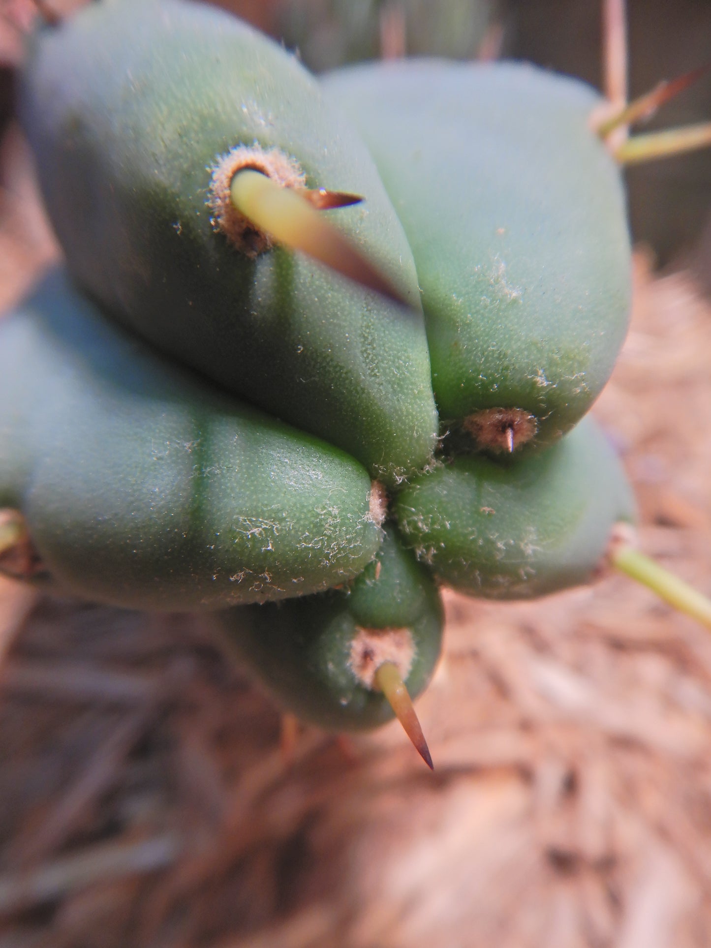 Bolivian torch, Trichocereus bridgesii. Kopfsteckling ohne Wurzeln. Länge 25 Cm. Durchmesser ca. 5 Cm.