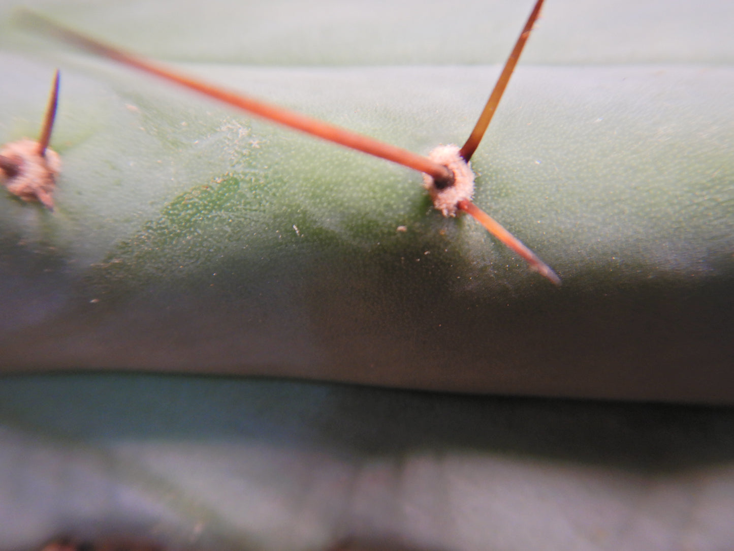 Bolivian torch, Trichocereus bridgesii. Kopfsteckling ohne Wurzeln. Länge 40 Cm. Durchmesser ca. 5 Cm.