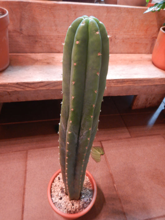San pedro Kaktus in Topf gewachsen, Trichocereus pachanoi. Länge 25 Cm. Durchmesser ca. 5 Cm.