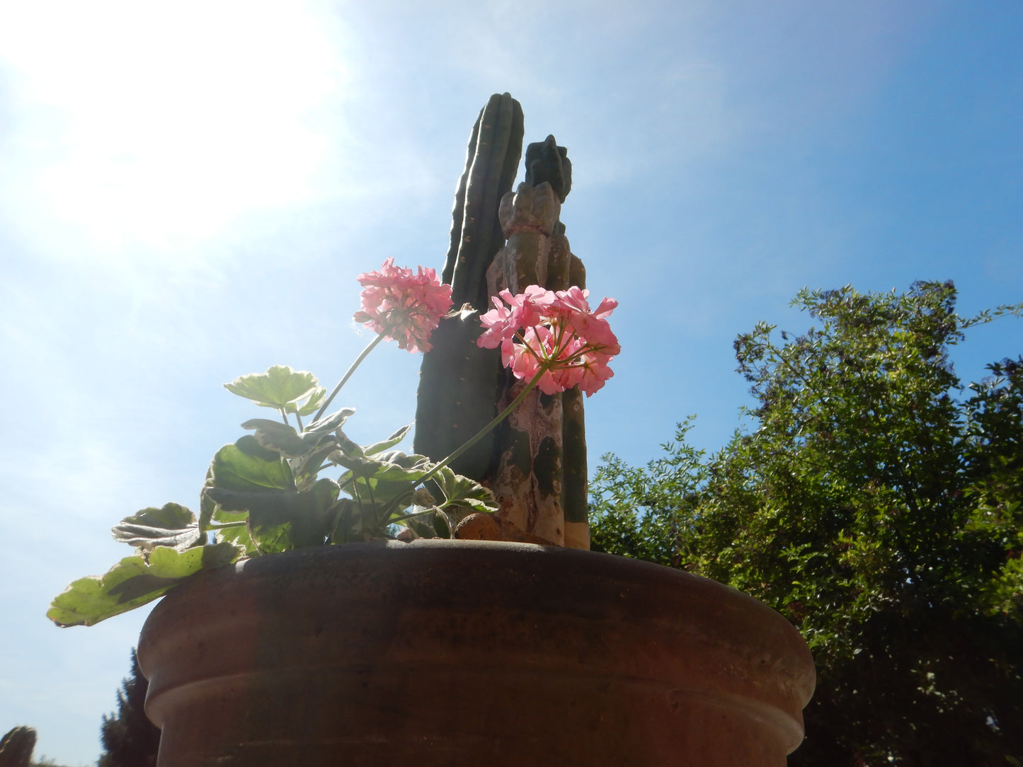 San pedro Kaktus Steckling ungewurzeltes Mittelstück, Länge 25 Cm.