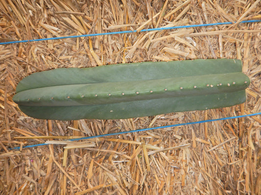 Trichocereus scopulicola. Kopfsteckling ohne Wurzeln. Länge 30 Cm. Durchmesser ca. 6-7 Cm.