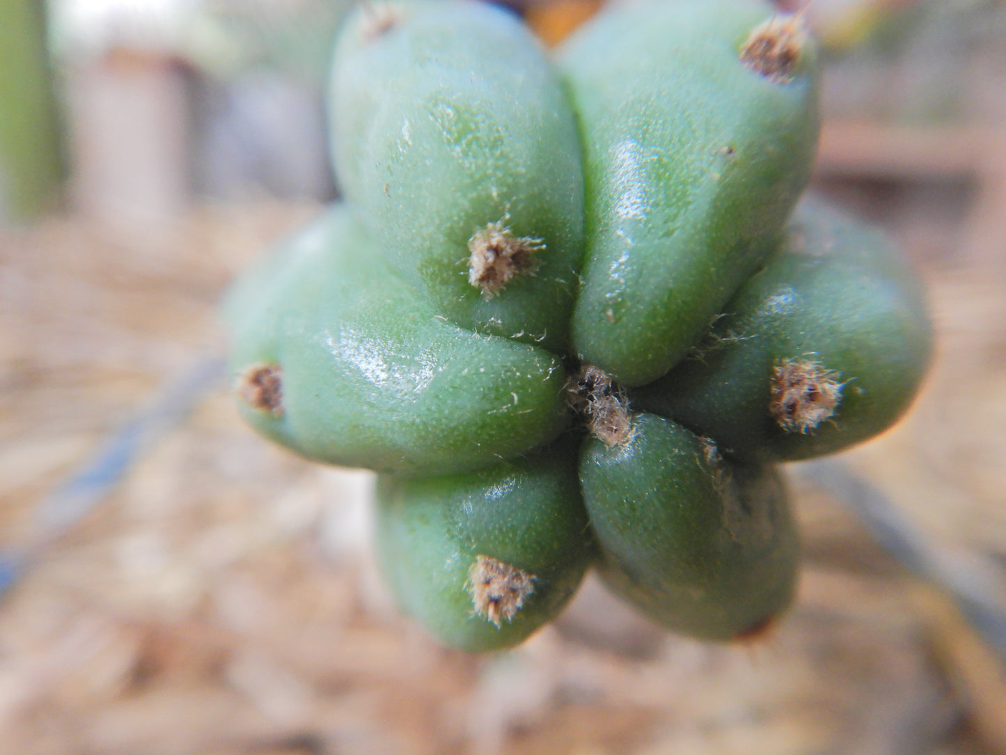 San pedro Kaktus, Trichocereus pachanoi. Kopfsteckling ohne Wurzeln. Länge 25 Cm. Durchmesser ca. 5 Cm.