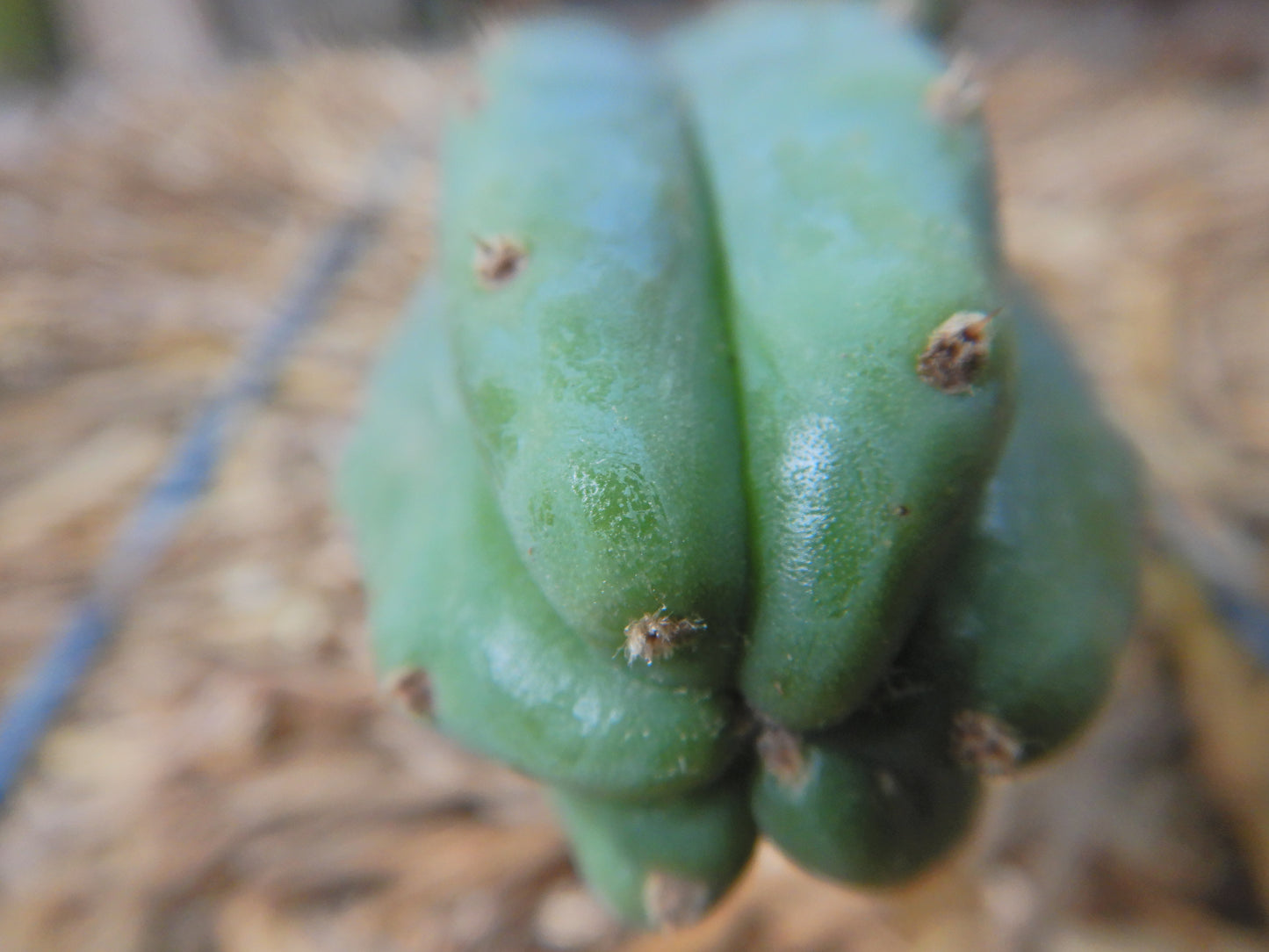 San pedro Kaktus, Trichocereus pachanoi. Kopfsteckling ohne Wurzeln.Länge 40 Cm. Durchmesser ca. 5 Cm.