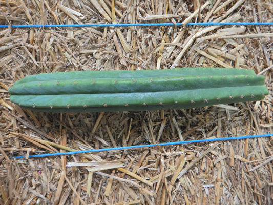 San pedro Kaktus, Trichocereus pachanoi. Kopfsteckling ohne Wurzeln. Länge 25 Cm. Durchmesser ca. 5 Cm.