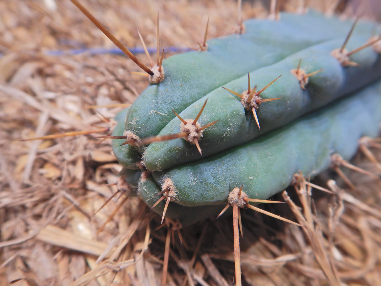 Peruvian torch, Trichocereus peruvianus. Kopfsteckling ohne Wurzeln. Länge 25 Cm. Durchmesser 4 bis 5 Cm.