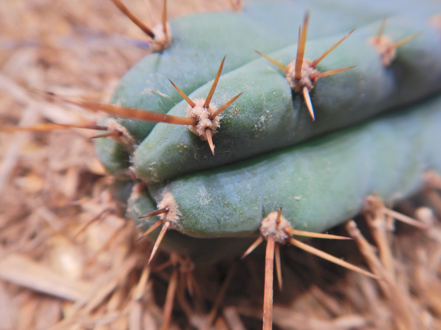 Peruvian torch, Trichocereus peruvianus. Kopfsteckling ohne Wurzeln. Länge 40 Cm. Durchmesser 4 bis 5 Cm.