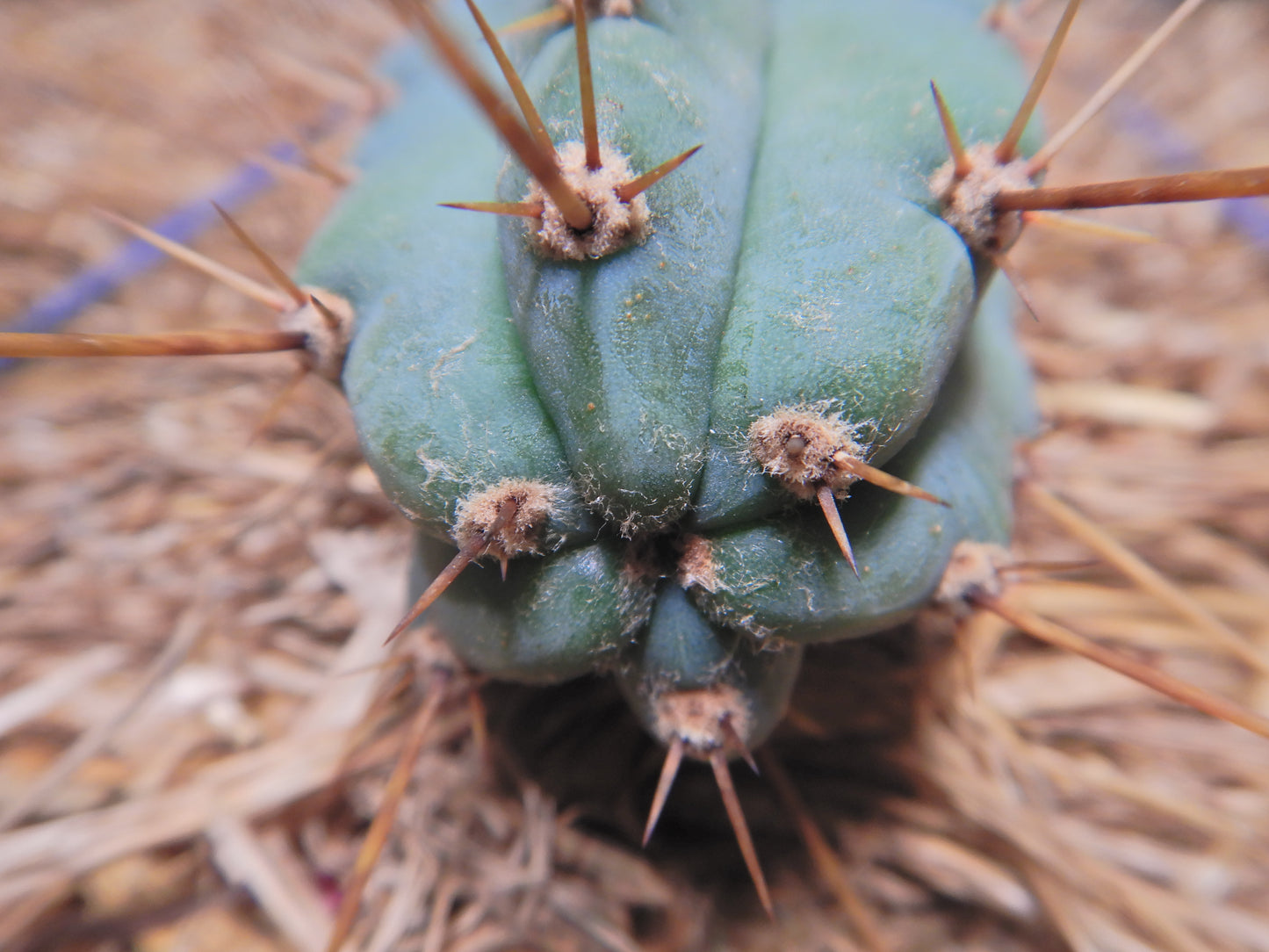 Peruvian torch, Trichocereus peruvianus. Kopfsteckling ohne Wurzeln. Länge 25 Cm. Durchmesser 4 bis 5 Cm.