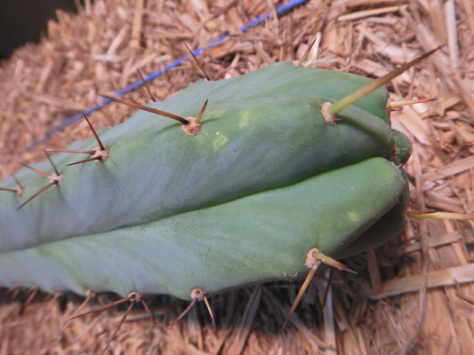 Bolivian torch, Trichocereus bridgesii. Kopfsteckling ohne Wurzeln. Länge 25 Cm. Durchmesser ca. 5 Cm.