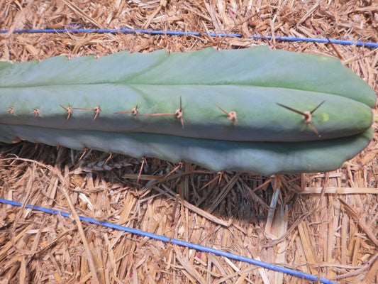 Bolivian torch, Trichocereus bridgesii. Kopfsteckling ohne Wurzeln. Länge 40 Cm. Durchmesser ca. 5 Cm.